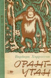 Орангутан