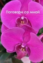 Поговори со мной